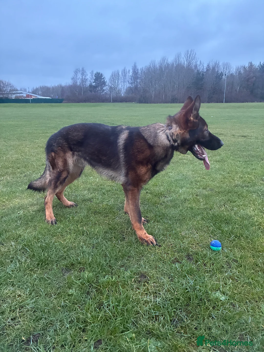 German Shepherd dogs for stud: KC Registered Working Line Sable German Shepherd - Advert 2