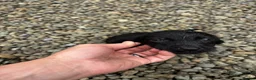 Springador dogs for sale: Springador boy puppy - Advert 5
