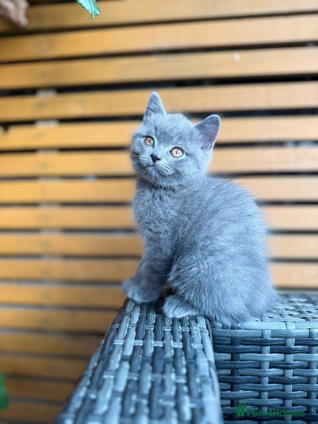 Brazilian Shorthair cats for sale: I'll put in good hands - Image 6