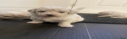 Bichon Frise dogs for sale: Beautiful Bichon frise puppies - Advert 13