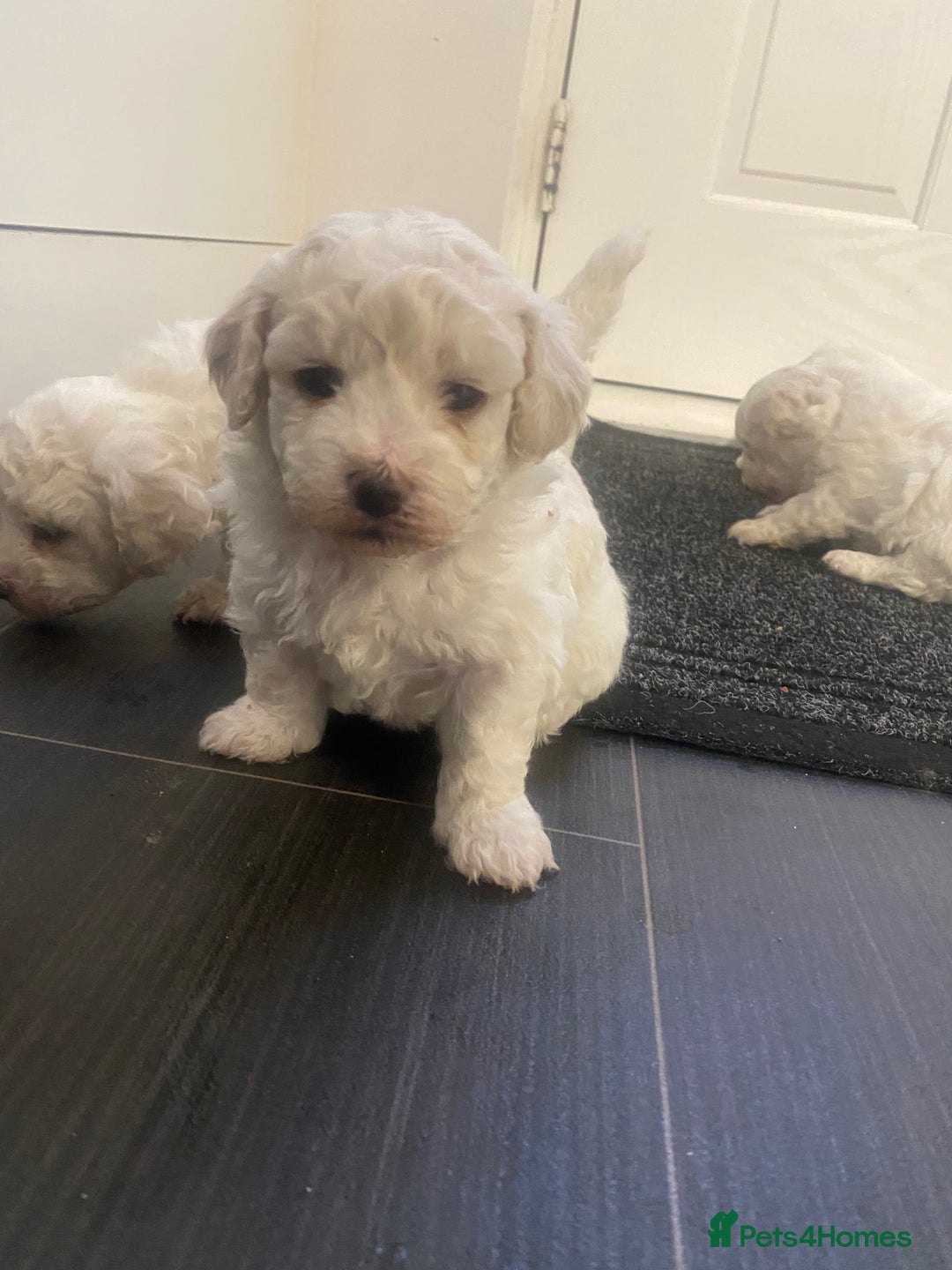 Bichon Frise dogs for sale: Beautiful Bichon frise puppies - Advert 13