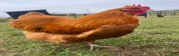 Chickens poultry for sale: Buff Orpington cockerels  in Dalton-in-Furness - Advert 6