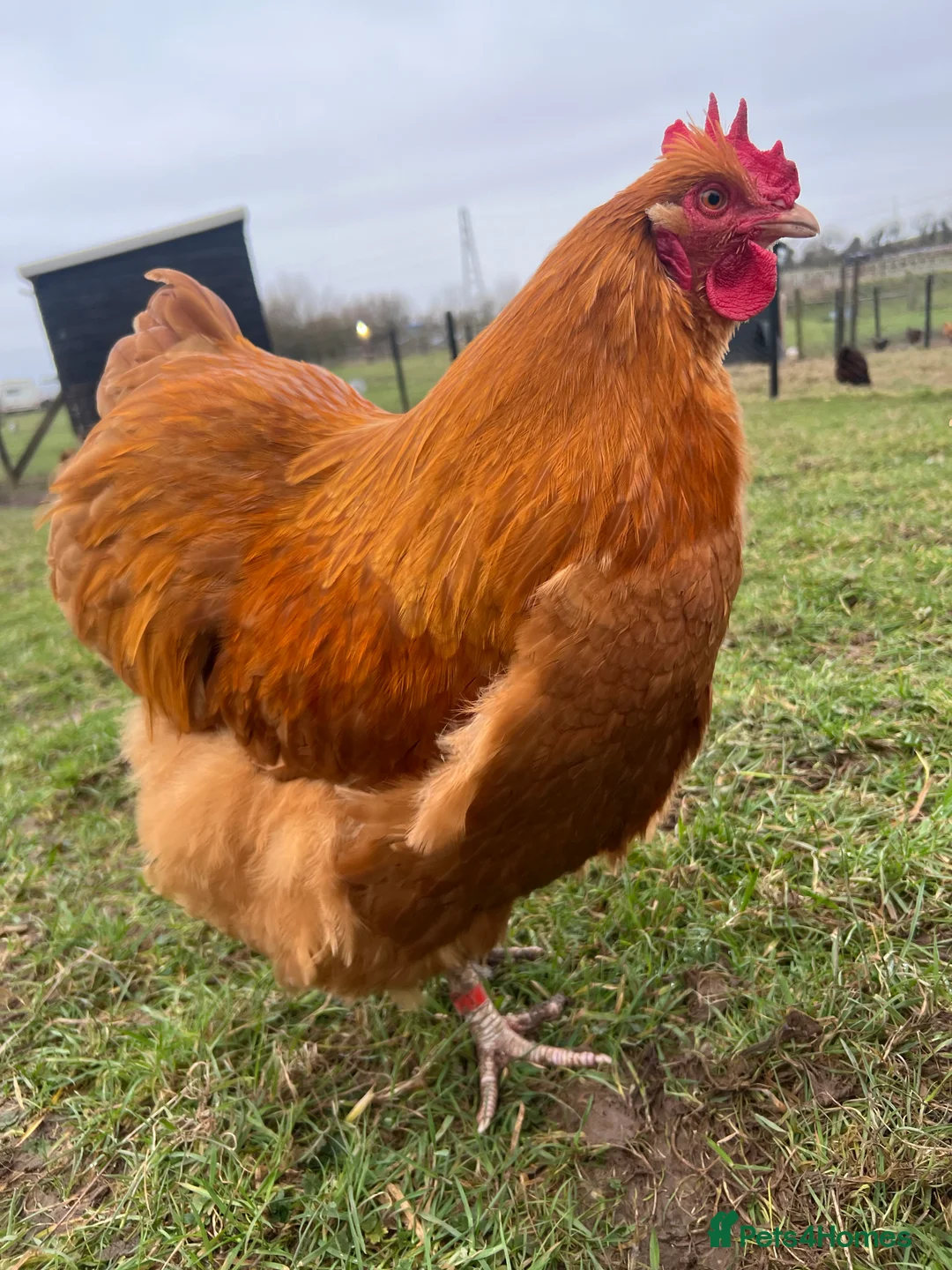 Chickens poultry for sale: Buff Orpington cockerels  in Dalton-in-Furness - Advert 6