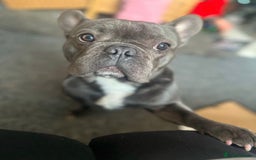 French Bulldog dogs for sale: 2 year old Blue/grey French bulldog - Image 3