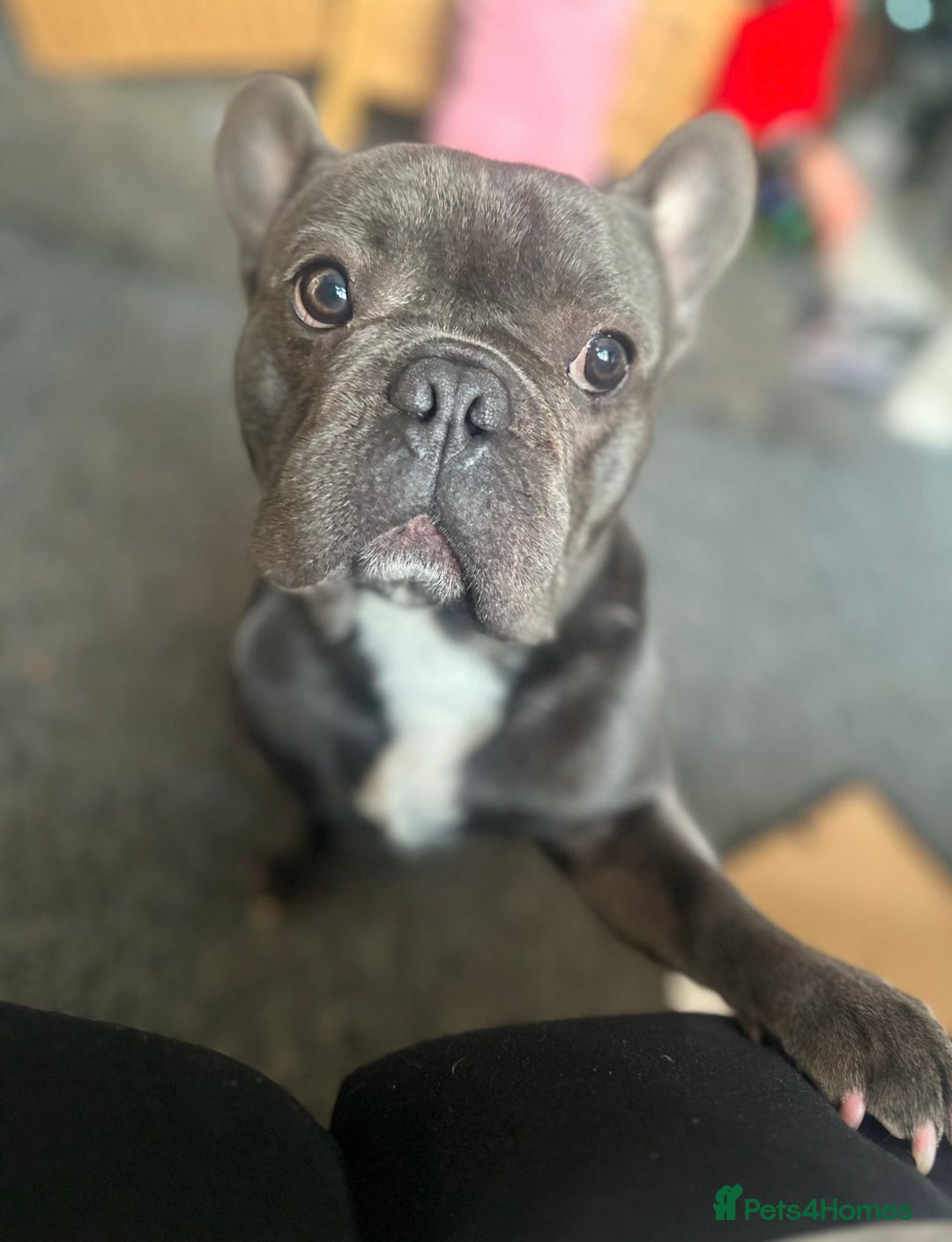 French Bulldog dogs for sale: 2 year old Blue/grey French bulldog - Image 3