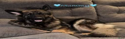German Shepherd dogs for sale: Female German Shepherd Puppy **available now** - Advert 18