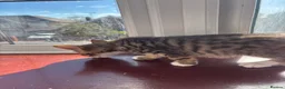 Mixed Breed cats for sale: 4 brand new beautiful kittens 8 weeks old - Advert 2