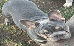 French Bulldog dogs for sale: French Bulldog Puppies, pink and fluffy carriers - Image 23