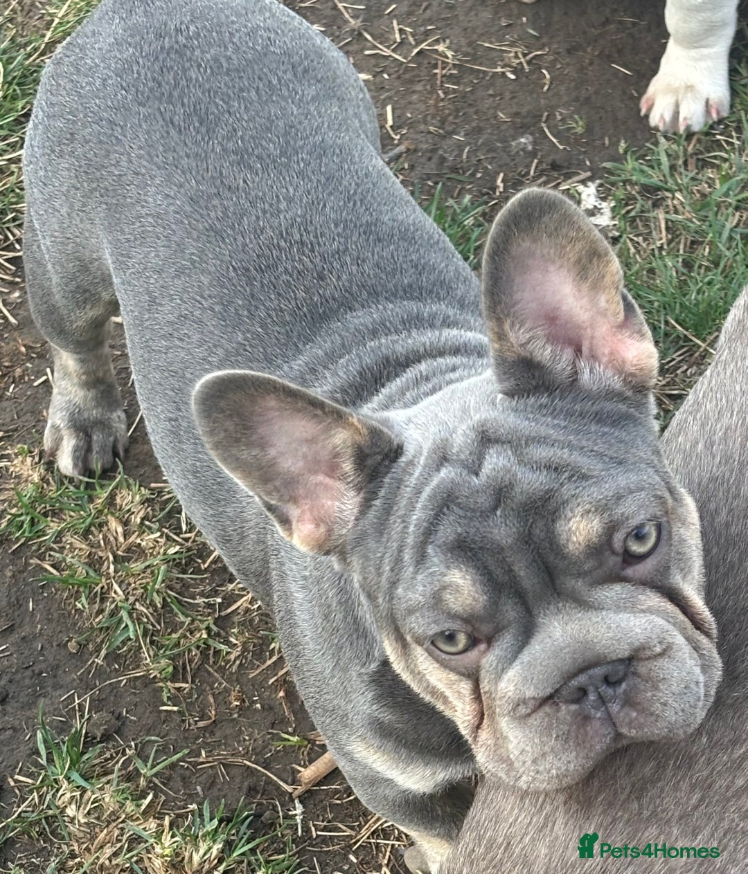 French Bulldog dogs for sale: French Bulldog Puppies, pink and fluffy carriers - Image 23
