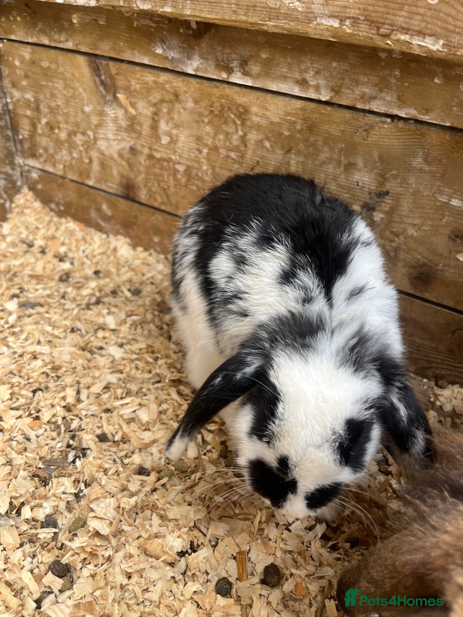 Mini Lop rabbits Mini Lop Girl Rabbit - Advert 2