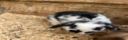 Mini Lop rabbits for sale: Mini Lop Girl Rabbit - Advert 1