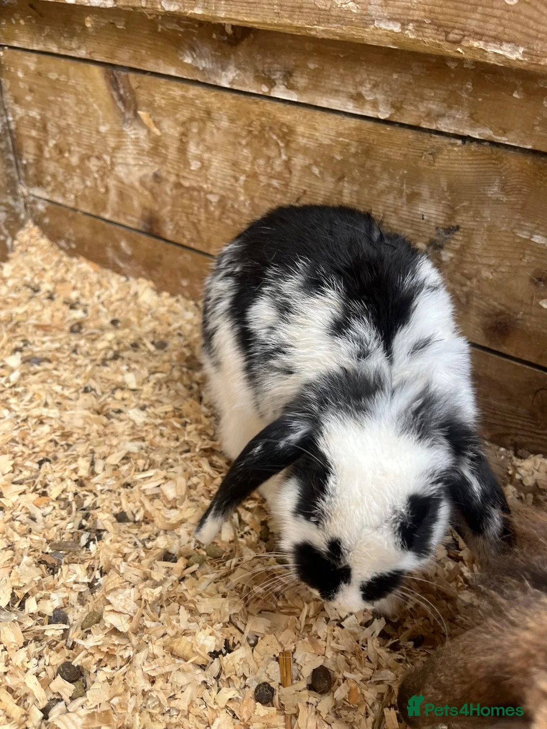 Mini Lop rabbits for sale: Mini Lop Girl Rabbit - Advert 1