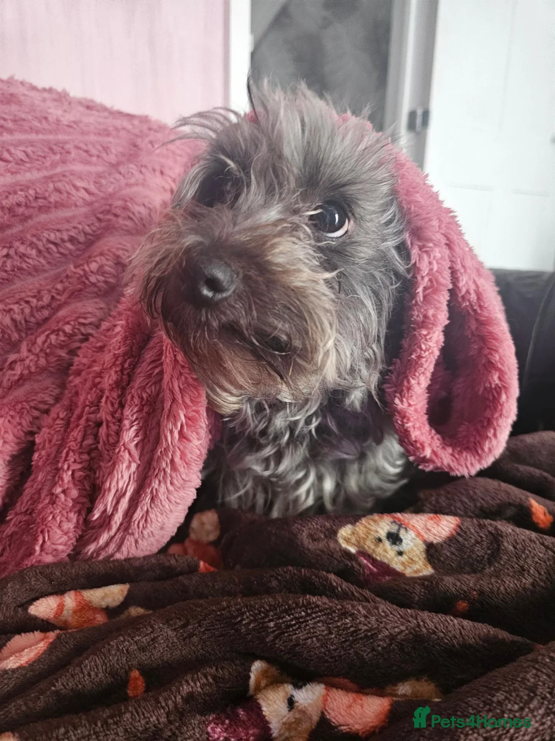 Yorkiepoo dogs for sale: Yorkipoo  - Advert 15