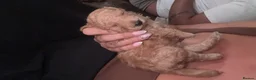 Toy Poodle dogs for sale: STUNNING TOY POODLE in Northampton - Advert 2