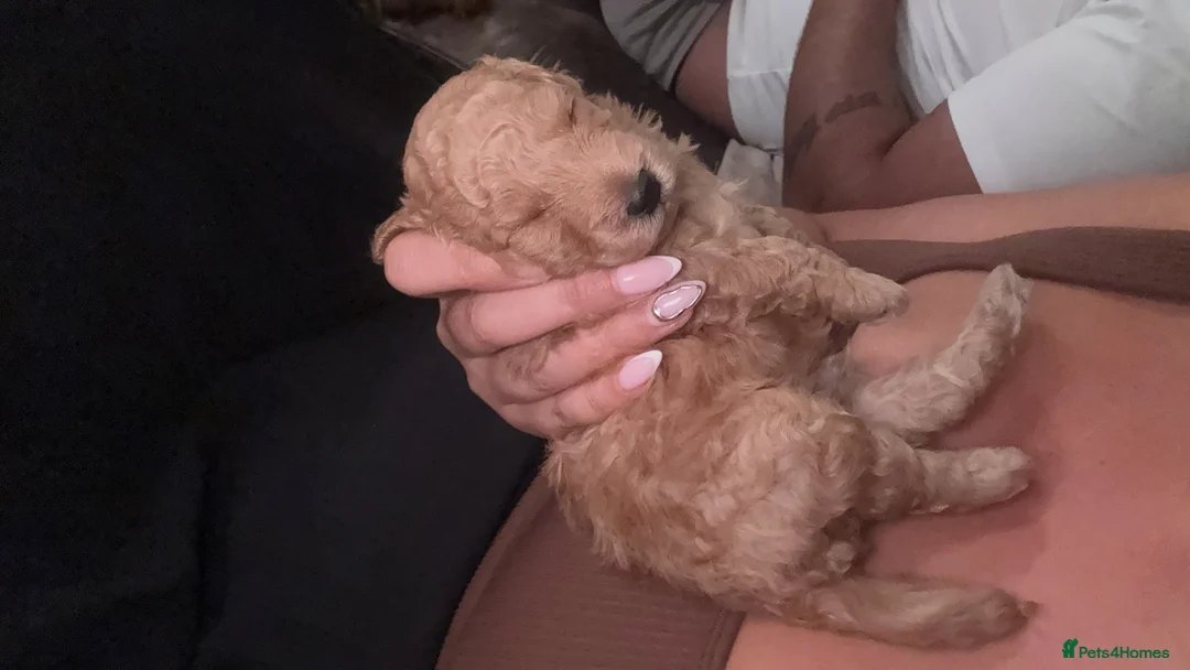 Toy Poodle dogs for sale: STUNNING TOY POODLE in Northampton - Advert 2