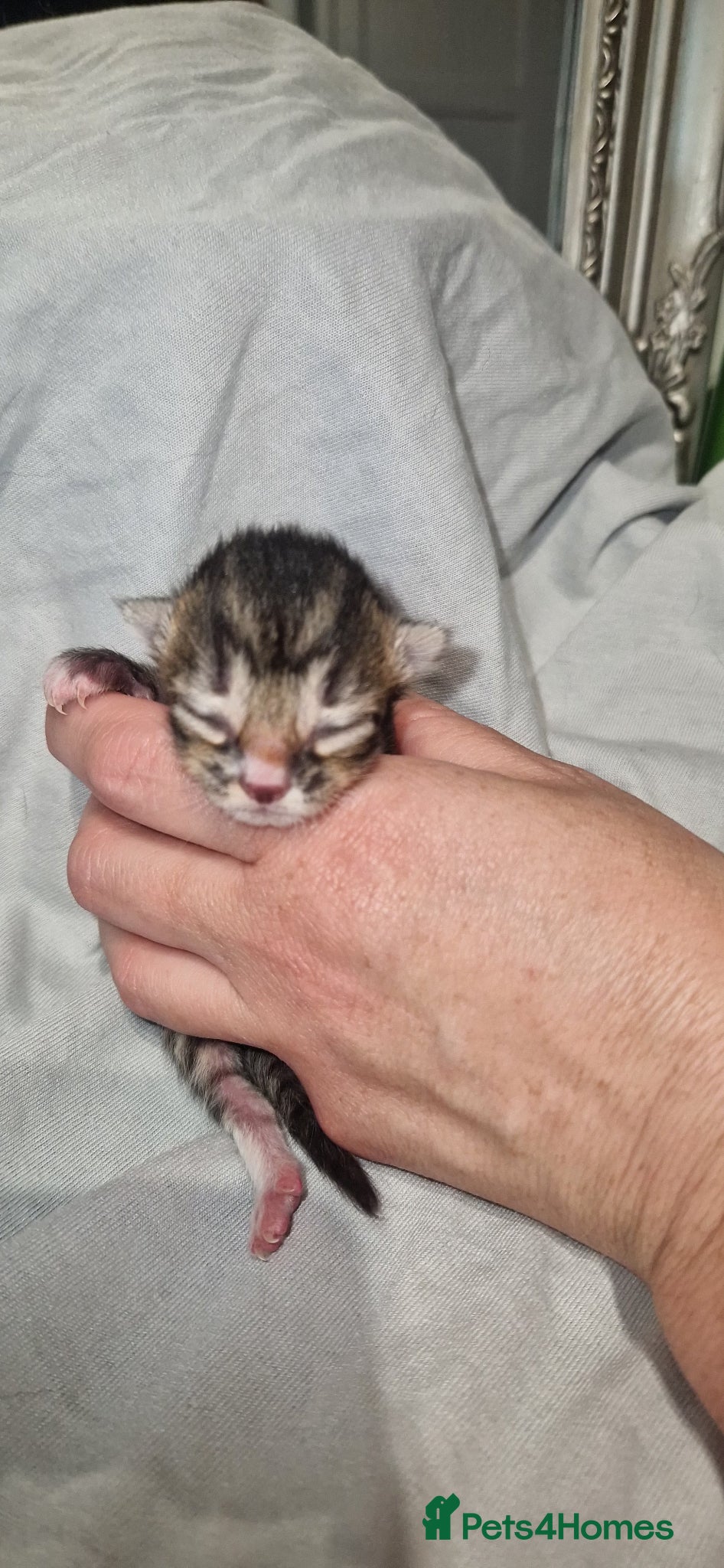 British Shorthair cats for sale: Kittens  - Advert 3