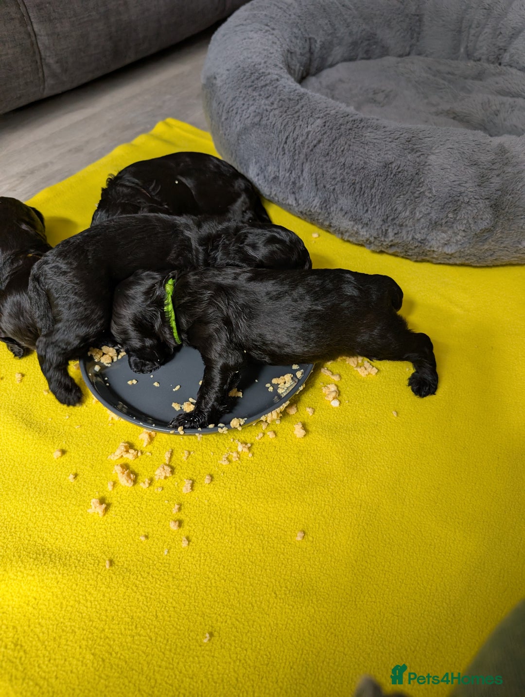 Cockapoo dogs for sale: We have Four Beautiful Cockerpoo Puppies Available - Image 20