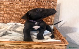 Mixed Breed dogs for sale: Came Corso X Puppies - Image 25