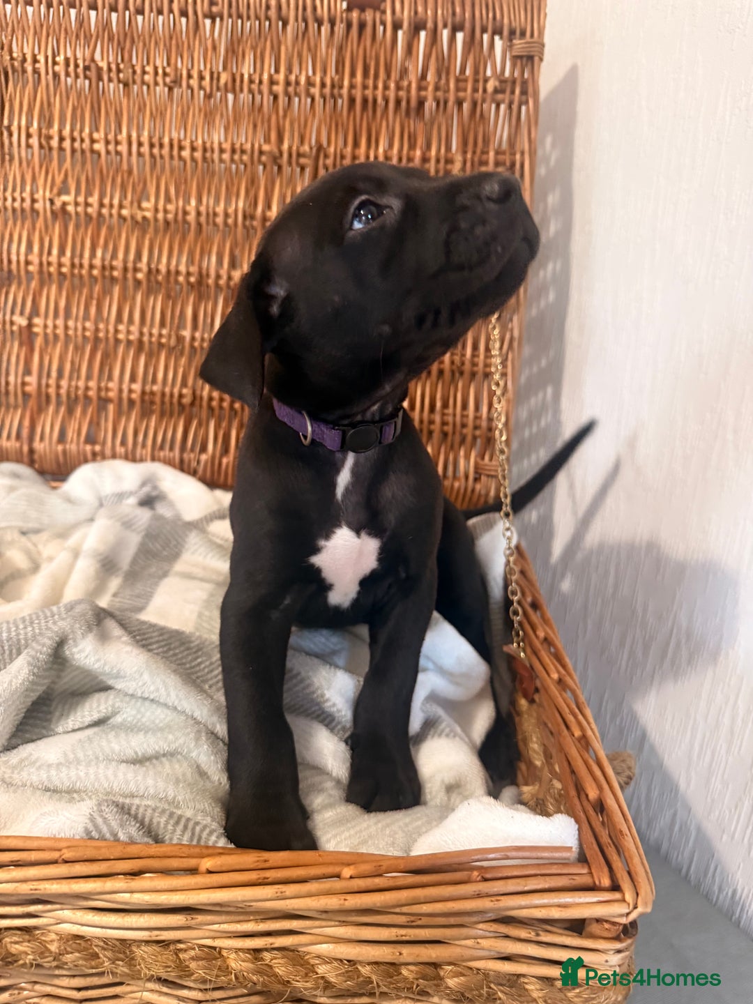 Mixed Breed dogs for sale: Came Corso X Puppies - Image 25