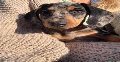 Miniature Dachshund dogs - Advert 11