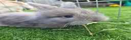 Angora rabbits for sale: Angora x lion head available from 29th Aug in Manchester - Advert 9
