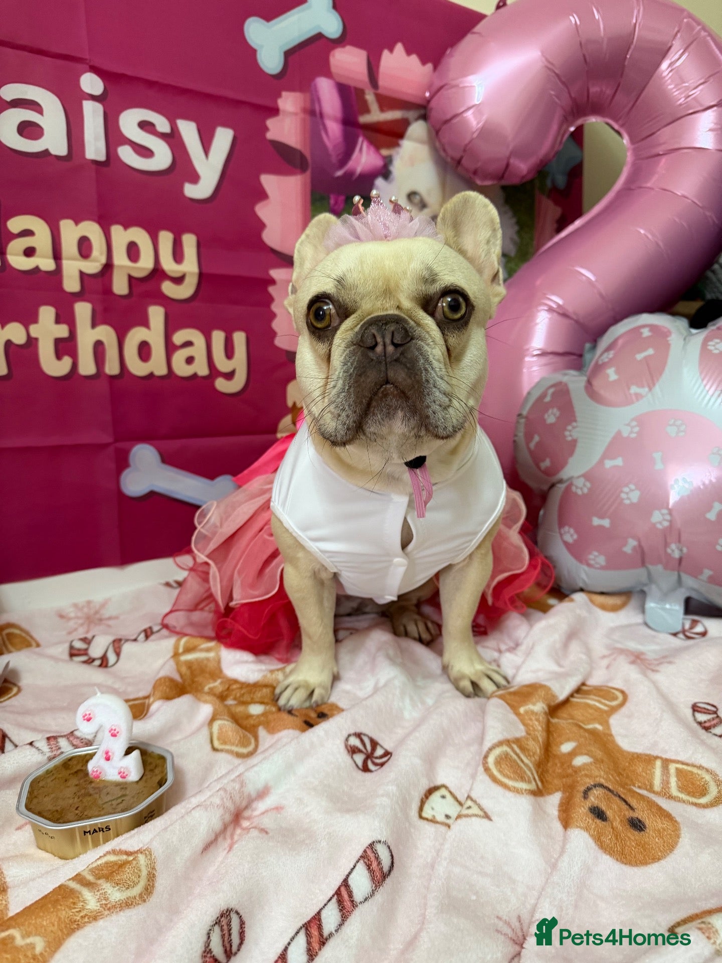 French Bulldog dogs French Bulldog Puppies – 3 Girls & 1 Boy 🐾💕 - Advert 1