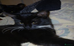 European cats for sale: 3 adorable kittens for sale  - Image 12