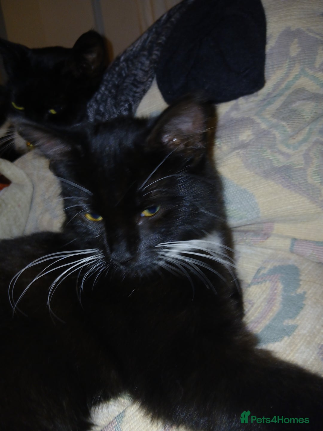 European cats for sale: 3 adorable kittens for sale  - Image 12