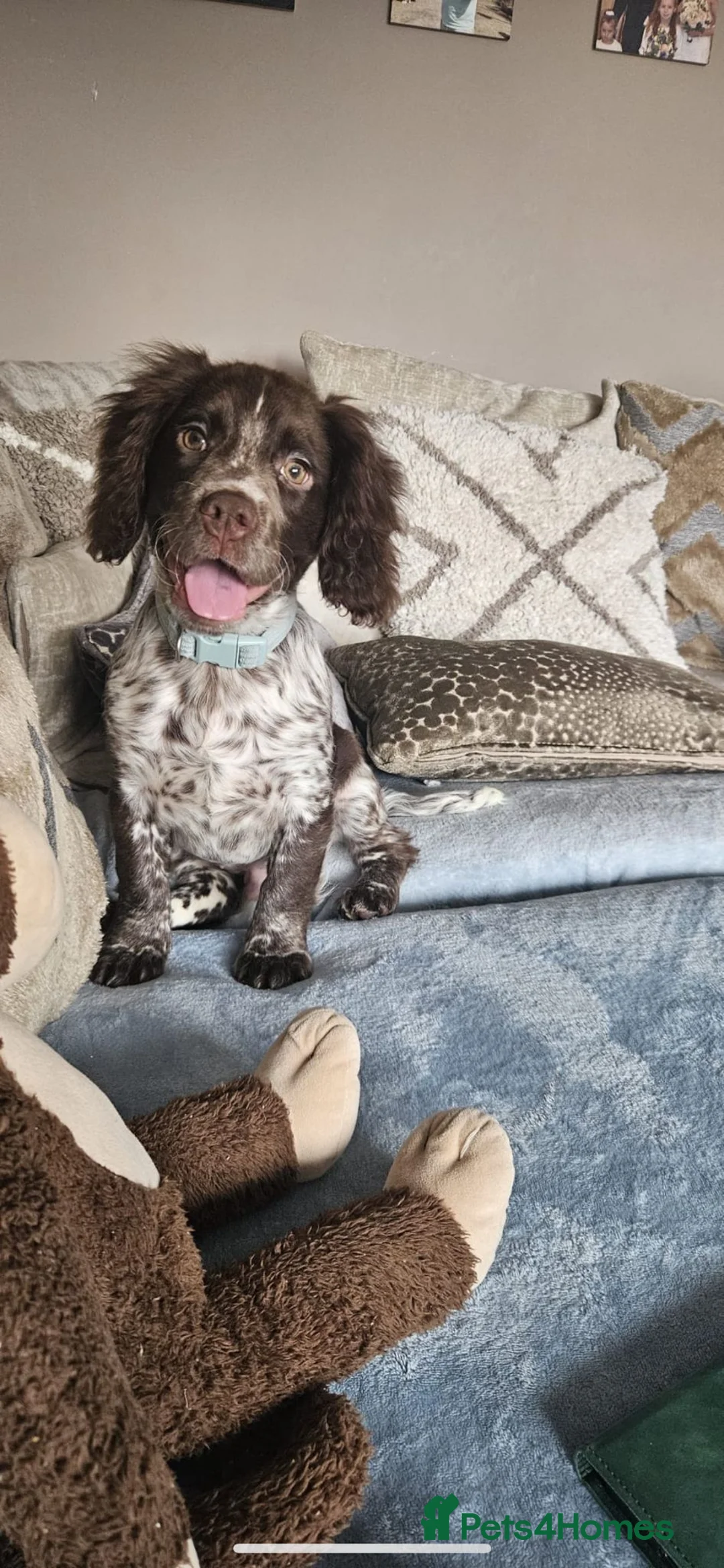 Cocker Spaniel dogs for sale: Cocker spaniel boy 4 months  - Advert 1