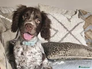 Cocker Spaniel dogs Cocker spaniel boy 4 months - Advert 1