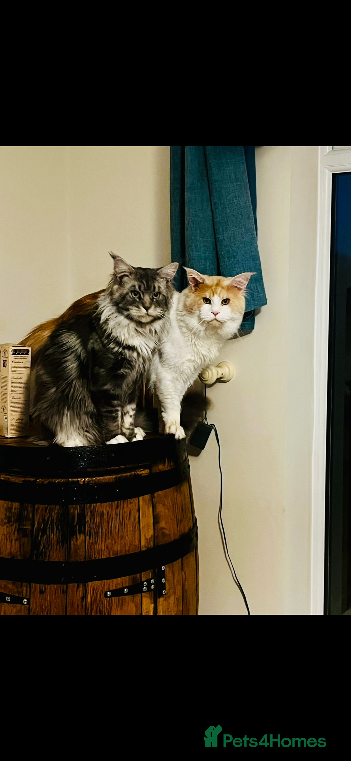 Maine Coon cats 5 and 5 1/2 year old Maine Coons - Advert 12