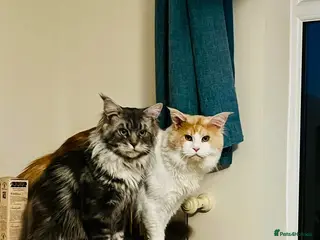 Maine Coon cats 5 and 5 1/2 year old Maine Coons - Advert 1