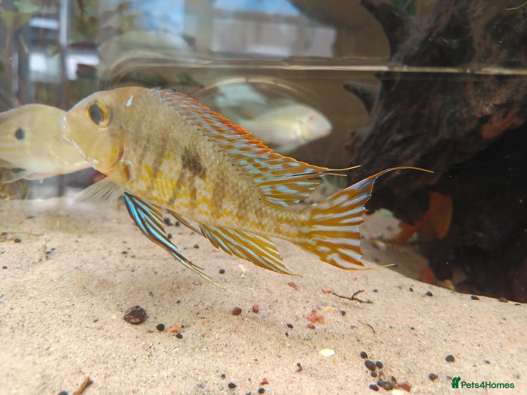 Cichlids fish for sale: Geophagus  & ALBINO HECKELII + MORE - Image 4