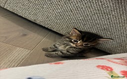 British Longhair cats for sale: 6 Super Friendly British Long Haired Kittens - Image 2