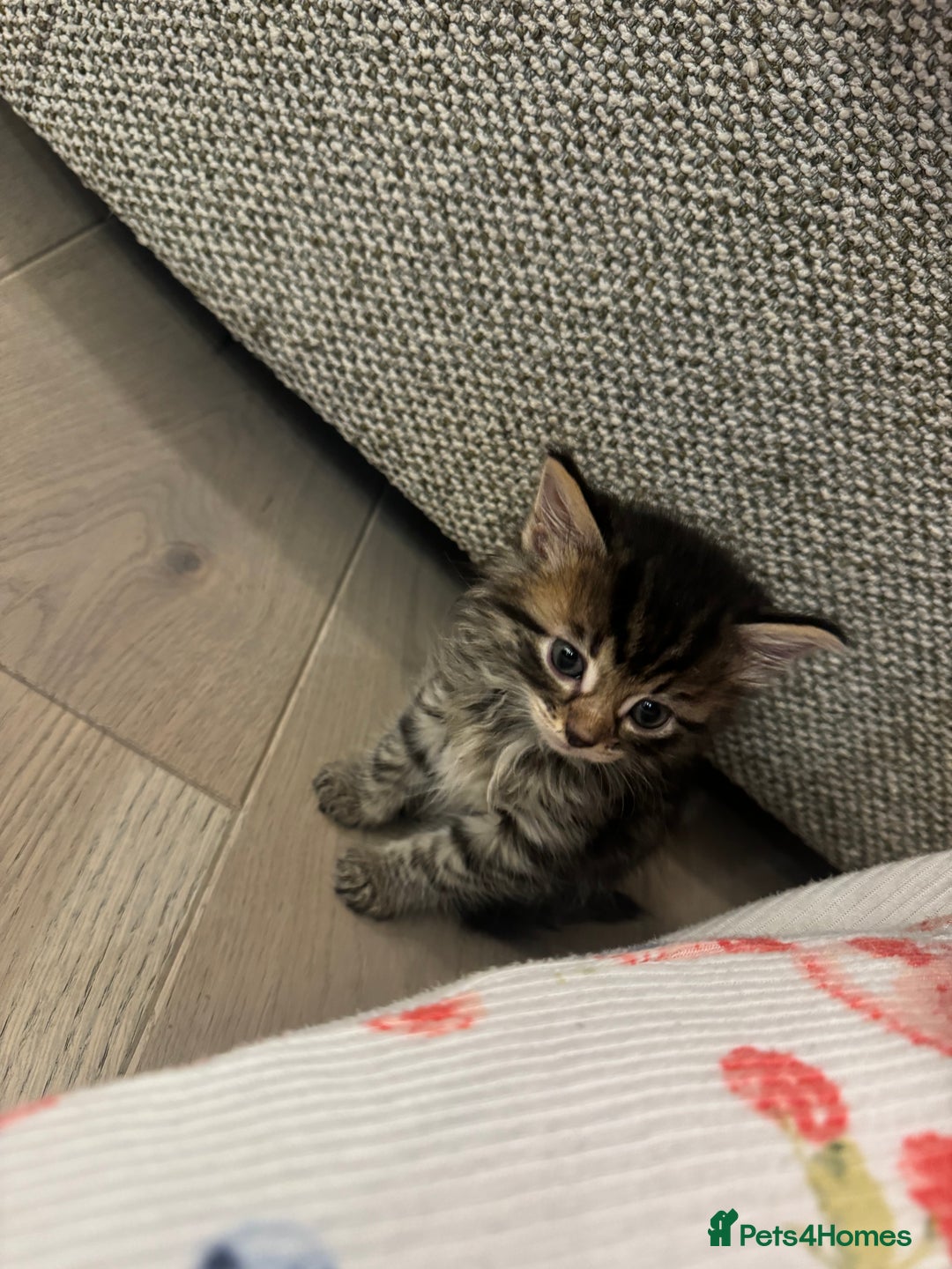 British Longhair cats for sale: 6 Super Friendly British Long Haired Kittens - Image 2