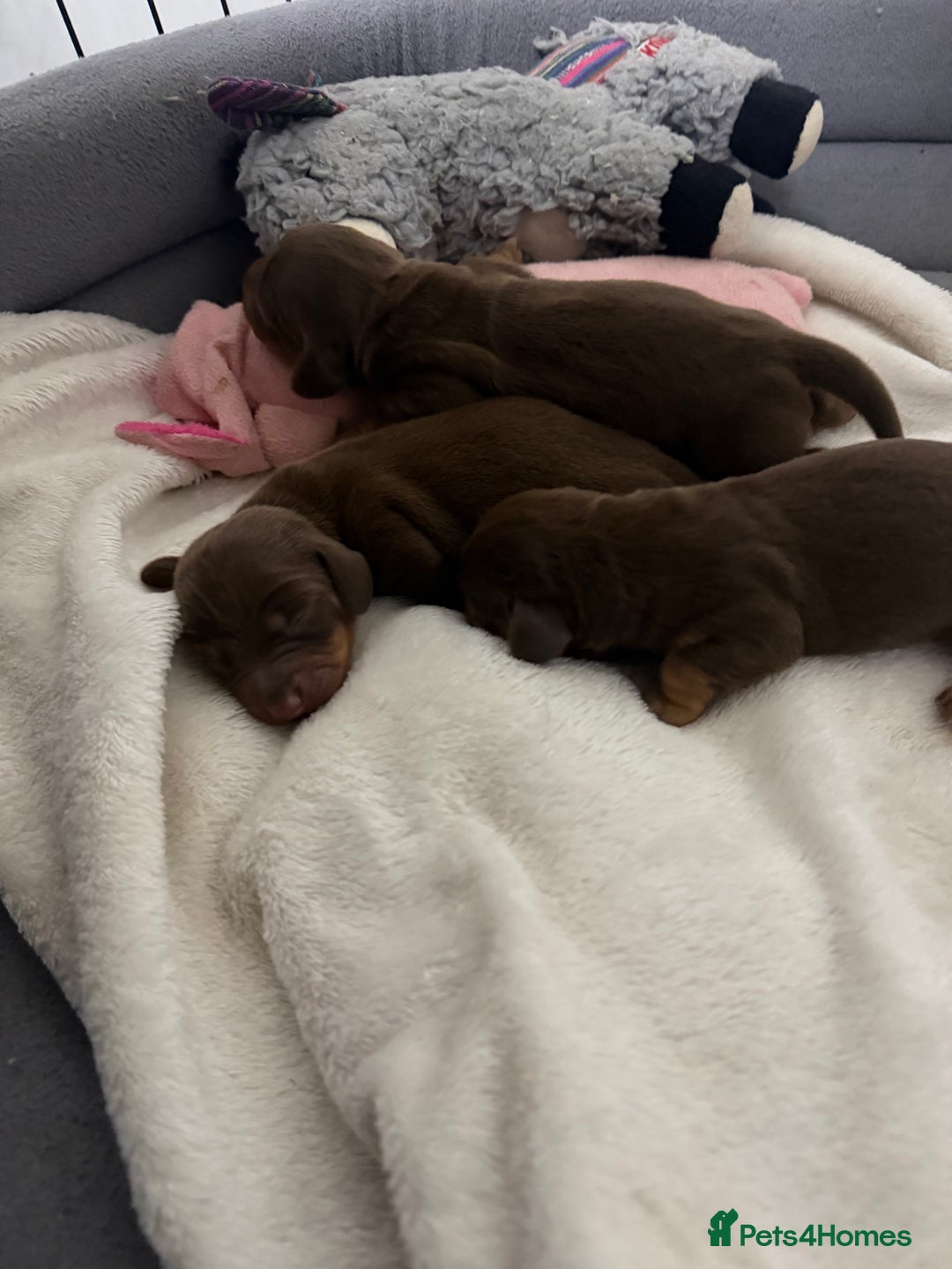 Miniature Dachshund dogs for sale: Stunning minature dachshunds  - Advert 5