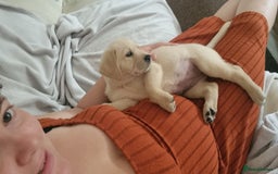 Goldador dogs for sale: Maggie 1 yr old labrador x golden retriever - Image 9
