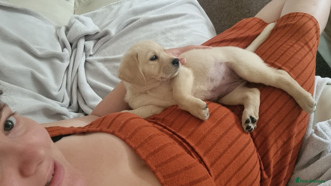 Goldador dogs for sale: Maggie 1 yr old labrador x golden retriever - Image 9