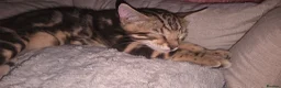 Bengal cats for sale: Bengal Marble kitten male - Advert 5