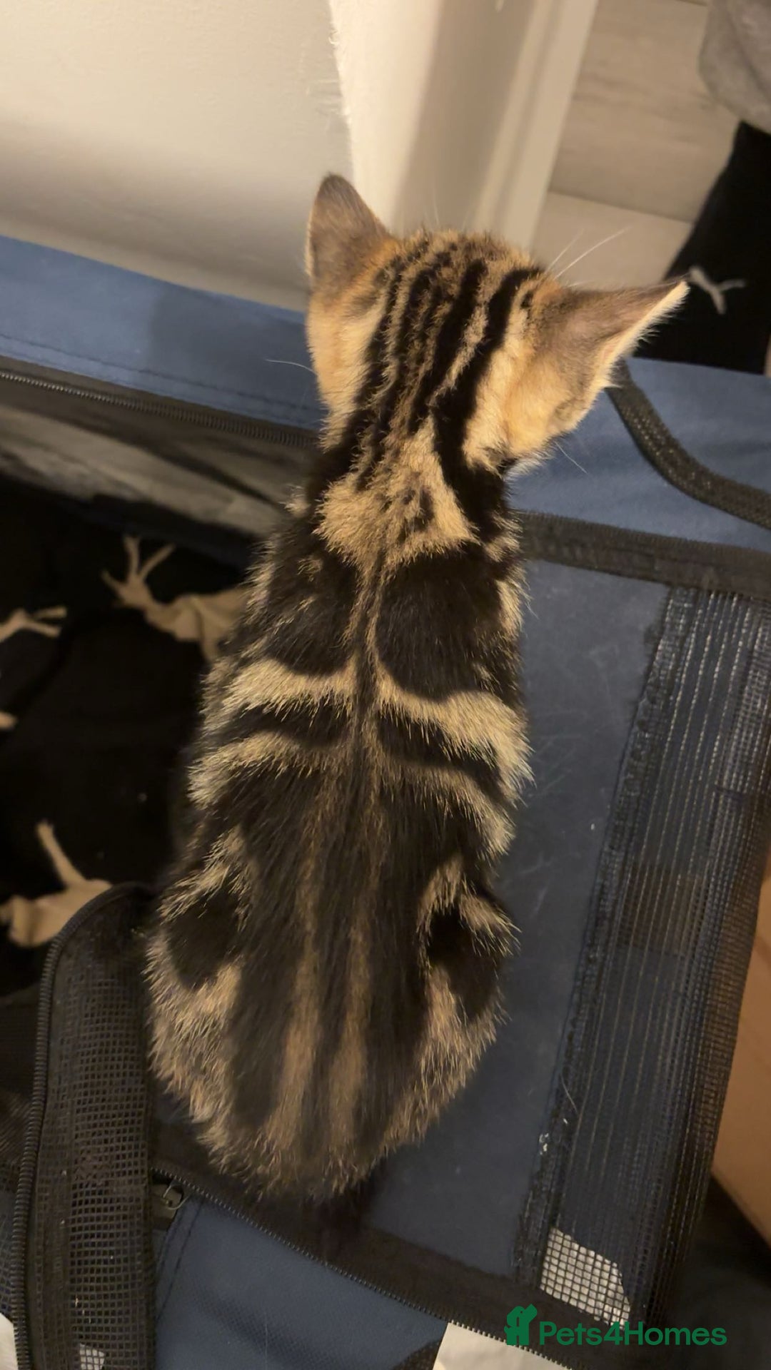 American Shorthair cats for sale: Kittens for Sale - Advert 18