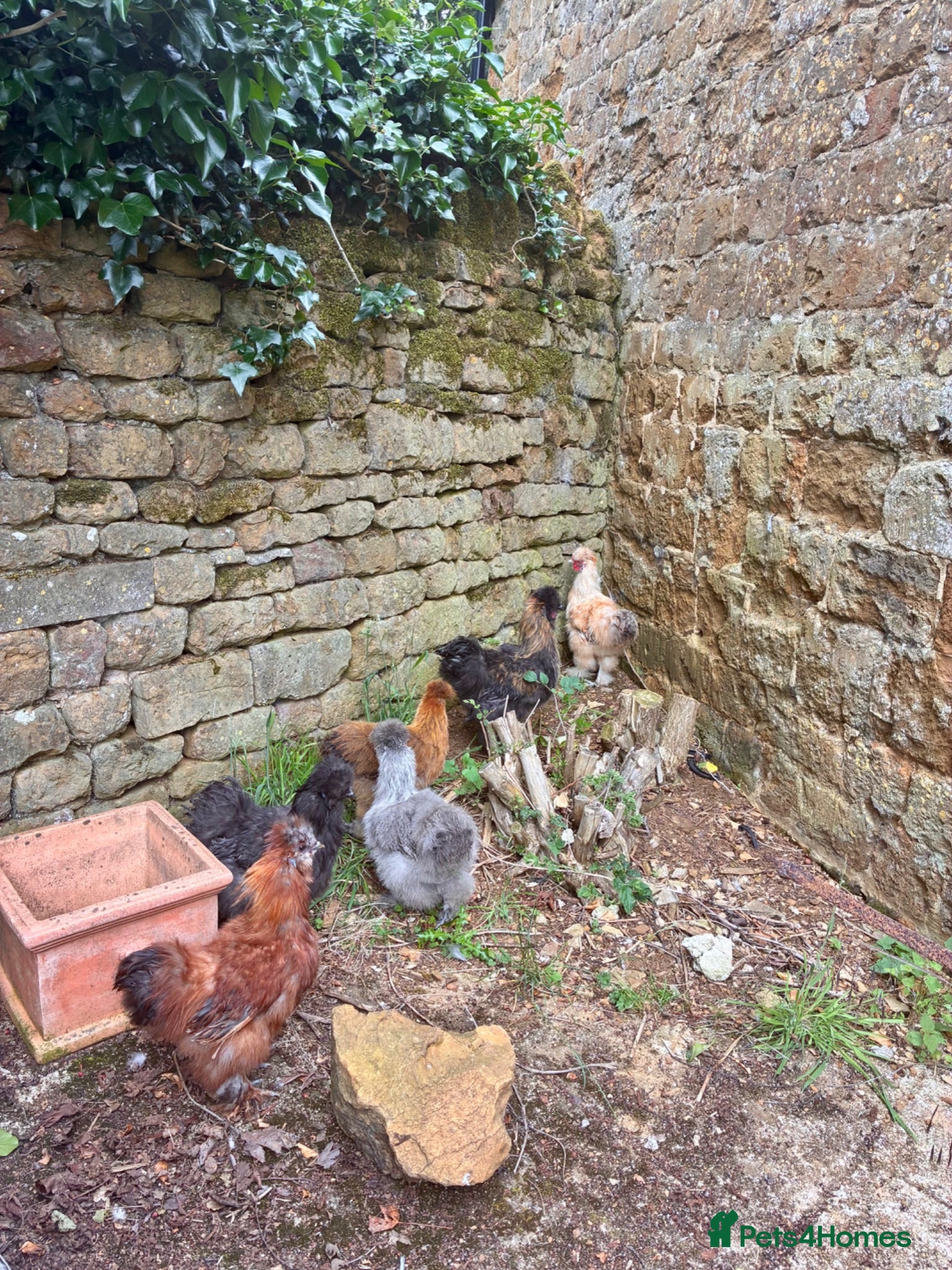 Chickens poultry Silkie cockerels for sale - Advert 3