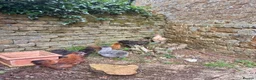 Chickens poultry for sale: Silkie cockerels for sale in Chipping Norton - Advert 1