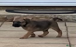 Border Terrier dogs for sale: Border terrier puppy’s  - Image 5