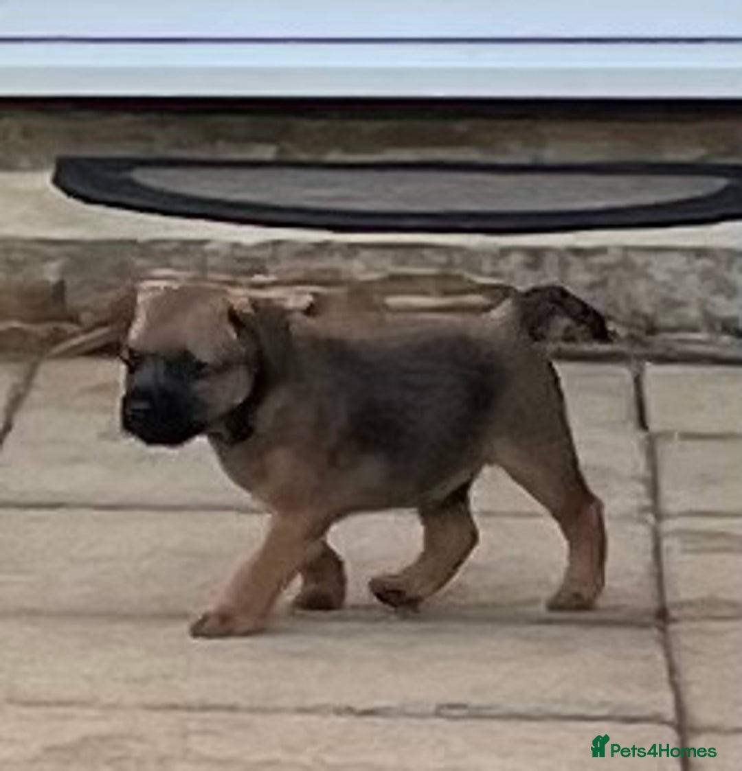 Border Terrier dogs for sale: Border terrier puppy’s  - Image 5