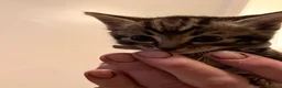Mixed Breed cats for sale: 5 beautiful kittens  - Advert 13