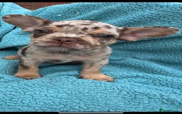 Mixed Breed dogs for sale: REDUCED!!! REDUCED!!! French bulldog boys - Image 7