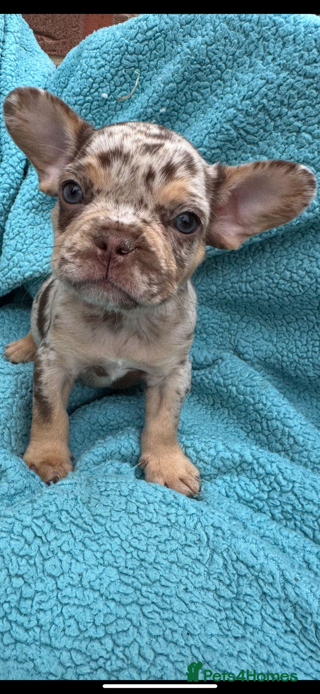 Mixed Breed dogs for sale: REDUCED!!! REDUCED!!! French bulldog boys - Image 7