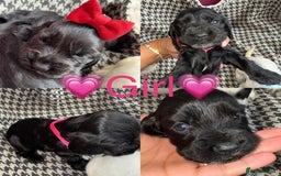 Cocker Spaniel dogs for sale: Cocker spaniel puppy’s - Image 14