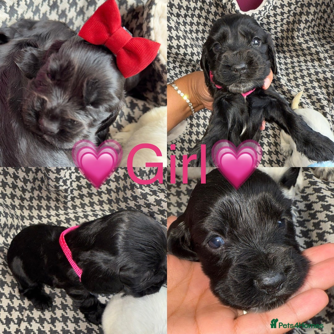 Cocker Spaniel dogs for sale: Cocker spaniel puppy’s - Image 14