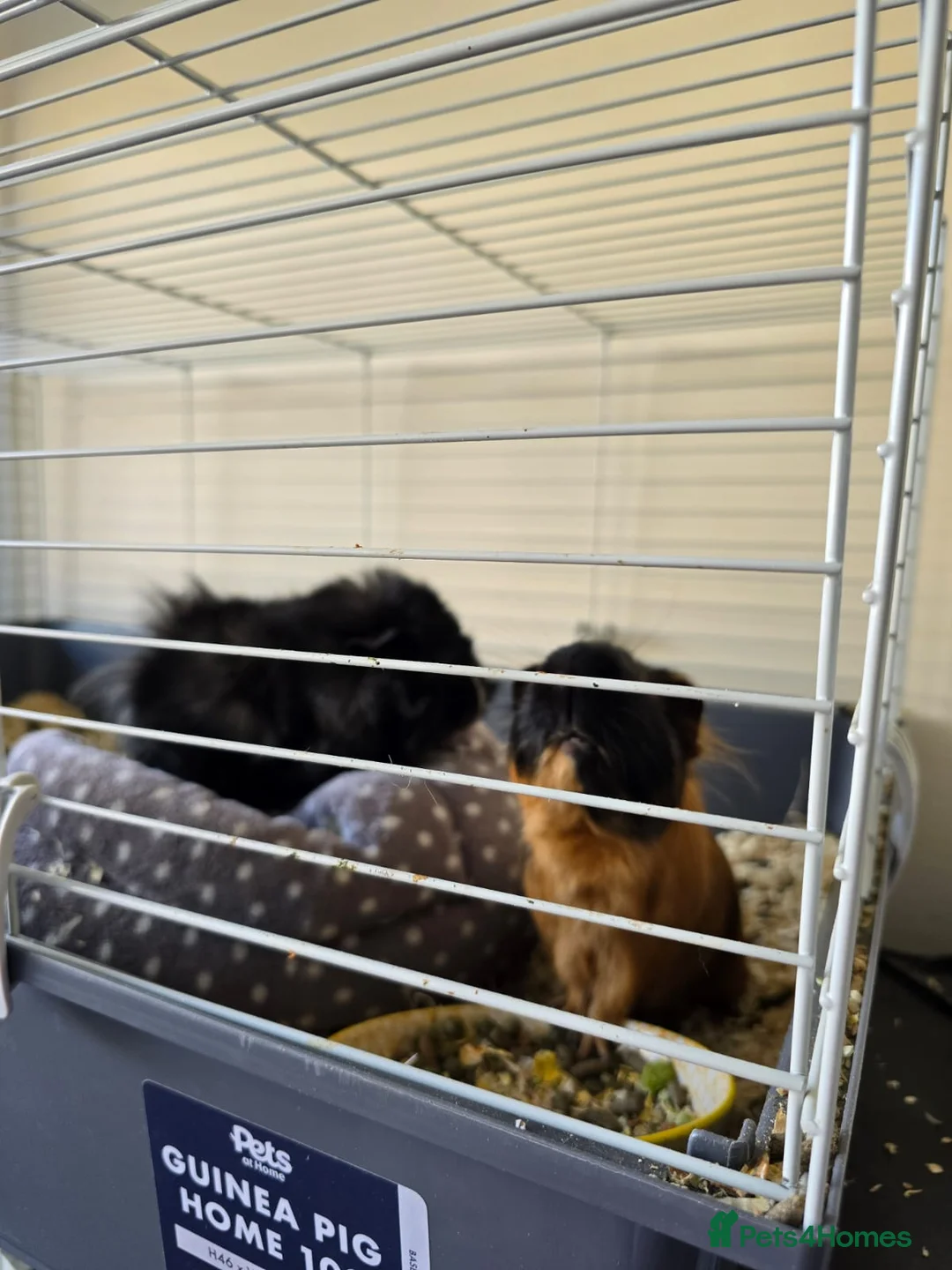 Guinea Pig rodents for sale: MALE GUINEA PIGS  - Advert 2